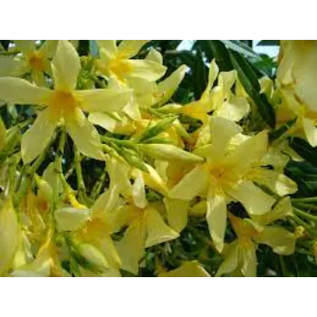 Yellow Arali Flowers 1-arali flower-4416260-76307.webp